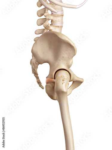 medical accurate illustration of the superior gemellus photo