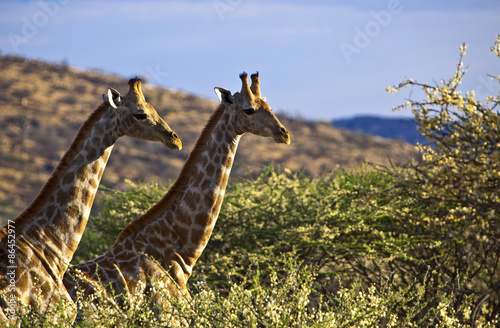 Namibia,giraffes (giraffa camelopardalis) in the Omaruru reserve #86452977