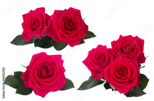 set  dark pink roses