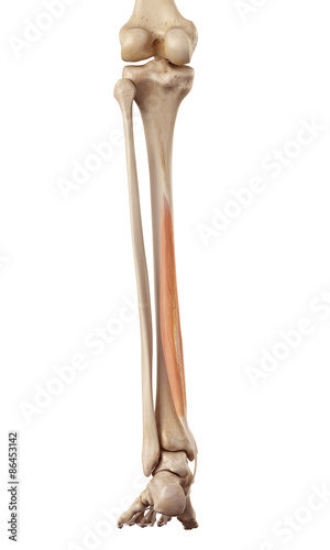 Foto medical accurate illustration of the flexor digitorum longus
