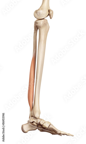 medical accurate illustration of the flexor hallucis