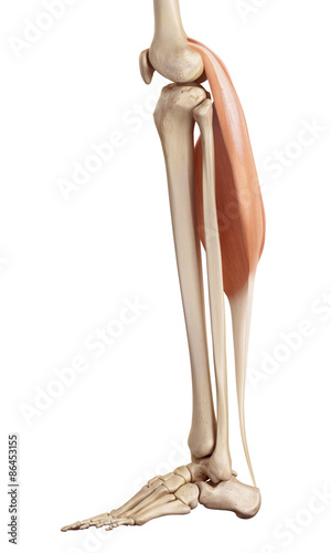 medical accurate illustration of the gastrocnemius