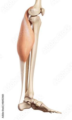 medical accurate illustration of the gastrocnemius