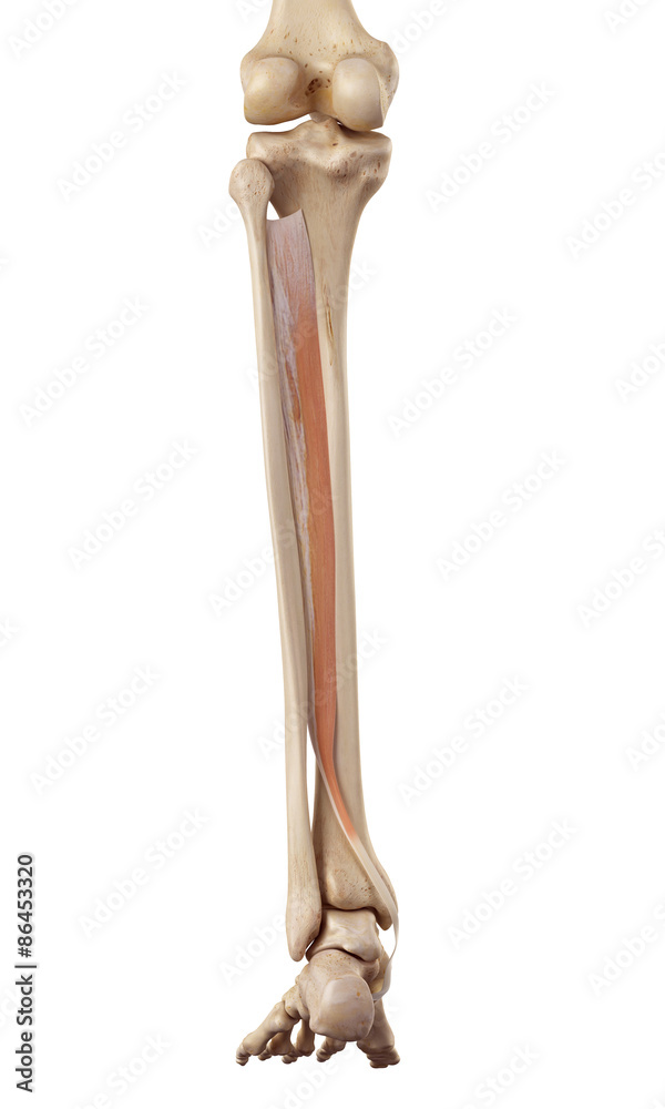 medical accurate illustration of the tibialis posterior medical accurate illustration of the tibialis posterior