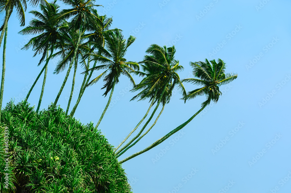 Obraz premium Sri Lanka