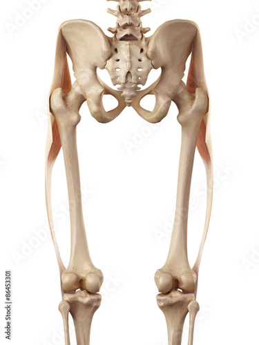 medical accurate illustration of the tensor fascia lata