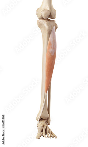 medical accurate illustration of the tibialis anterior