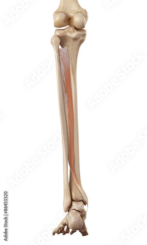 medical accurate illustration of the tibialis posterior photo