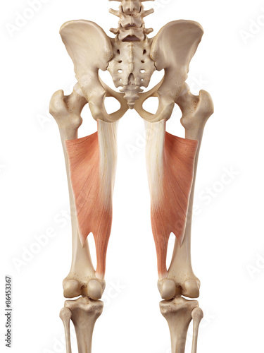 medical accurate illustration of the adductor magnus