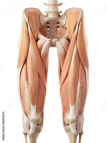 Fotografia medical accurate illustration of the upper leg muscles