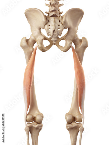 medical accurate illustration of the biceps femoris longus