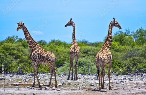 Namibia,Owamboland,giraffe (giraffa camelopardis) near a pond in the Etosha National Park #86453395