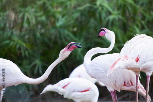 Namibia,greather flamingos (phoenicopterus ruber) in Mount Etjo reserve