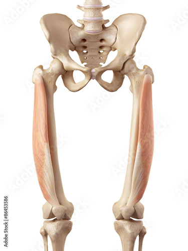 medical accurate illustration of the vastus lateralis photo