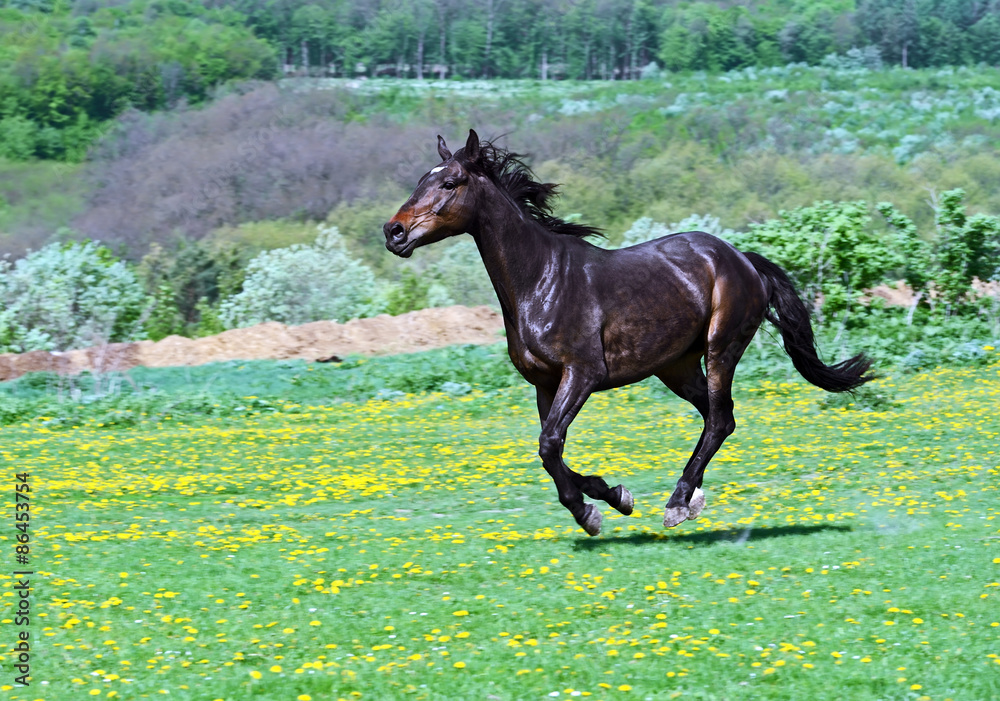 Horse Horse