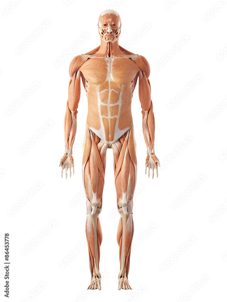 medical accurate illustration of the muscle system medical accurate illustration of the muscle system