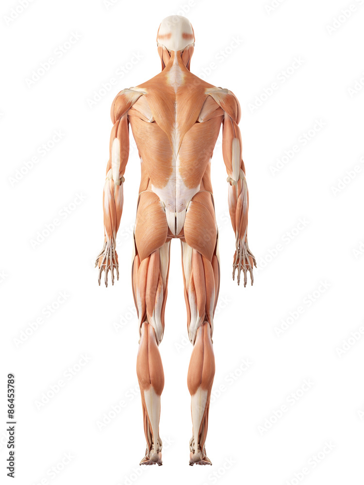 medical accurate illustration of the muscle system medical accurate illustration of the muscle system