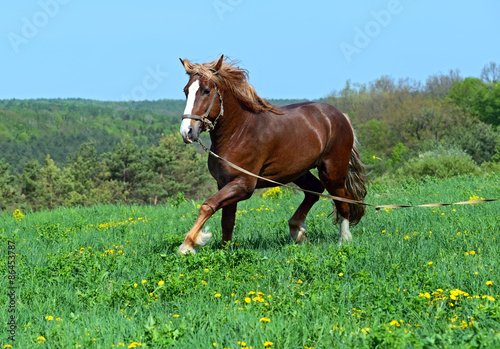 Horse