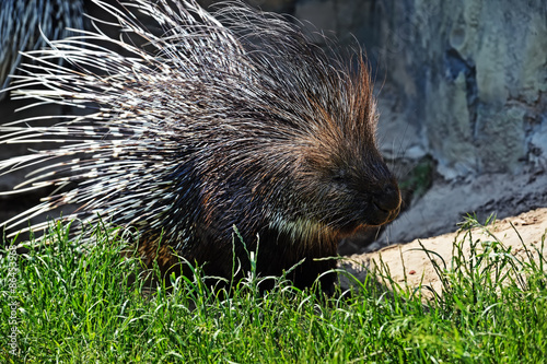 Obraz na płótnie Porcupine w salonie