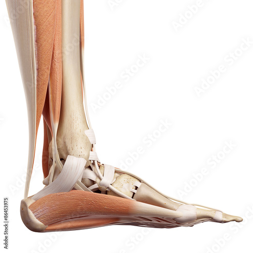 medical accurate illustration of the foot muscles