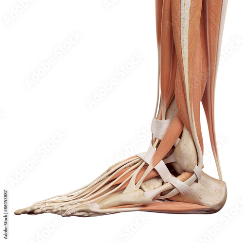 medical accurate illustration of the foot muscles photo