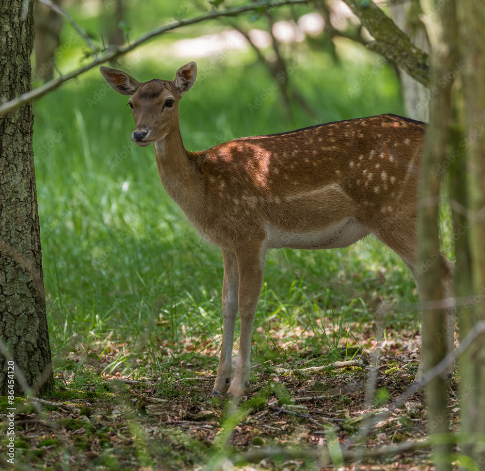 Fallow deer doe Fallow deer doe
