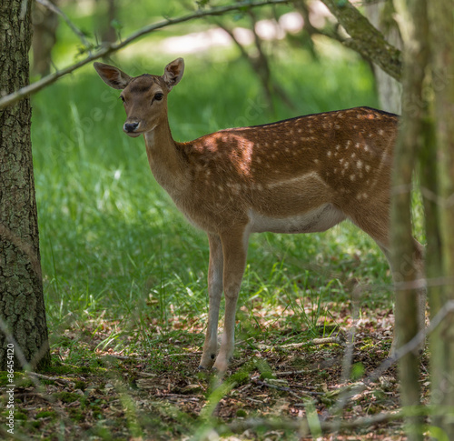 Fallow deer doe