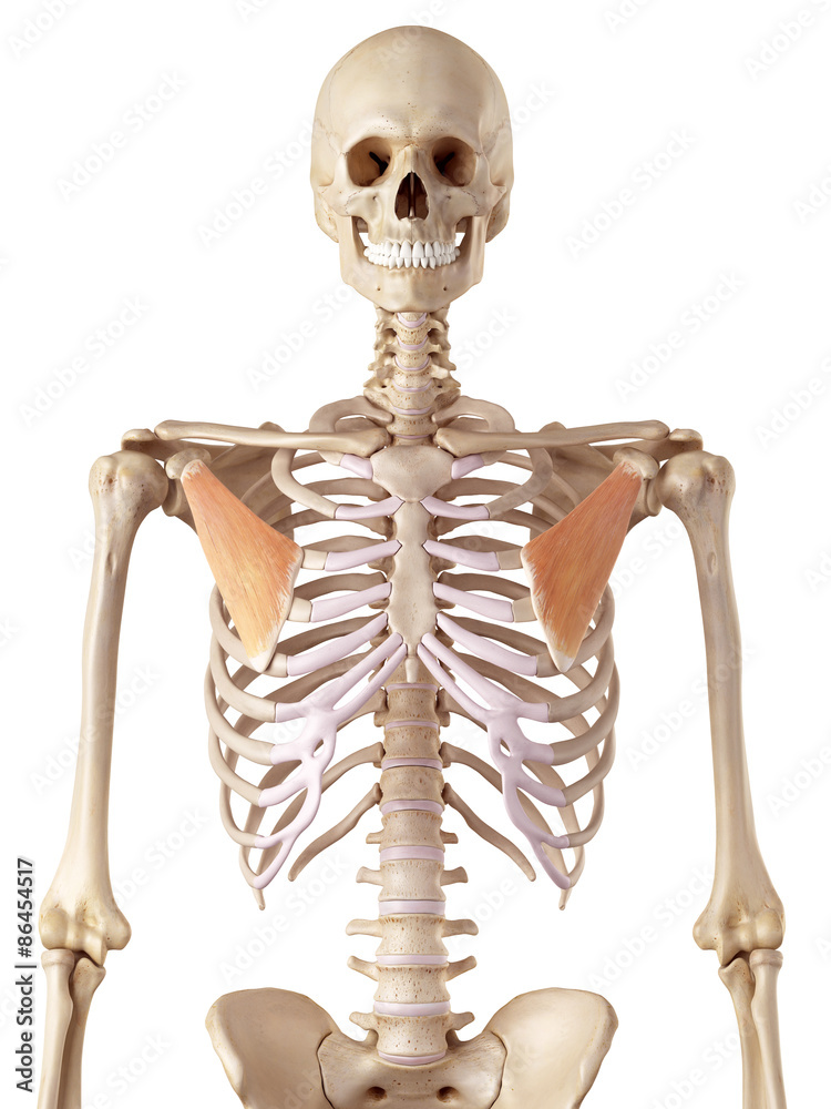 Ταπετσαρία medical accurate illustration of the pectoralis minor
