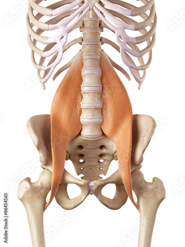 medical accurate illustration of the psoas major photo