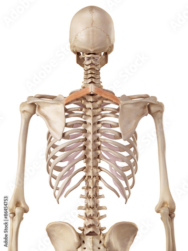 Canvastavla medical accurate illustration of the rhomboid minor