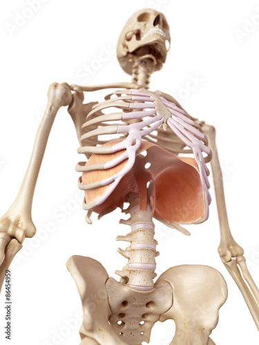 medical accurate illustration of the diaphragm