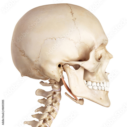 medical accurate illustration of the stylohyoid