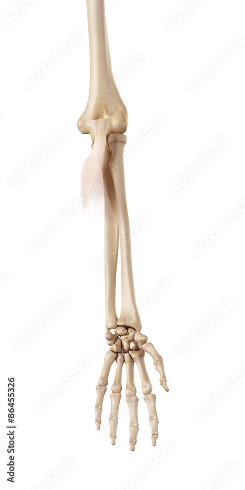 medical accurate illustration of the bicipital aponeurosis medical accurate illustration of the bicipital aponeurosis