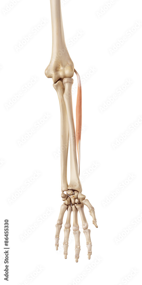medical accurate illustration of the extensor carpi radialis brevis medical accurate illustration of the extensor carpi radialis brevis