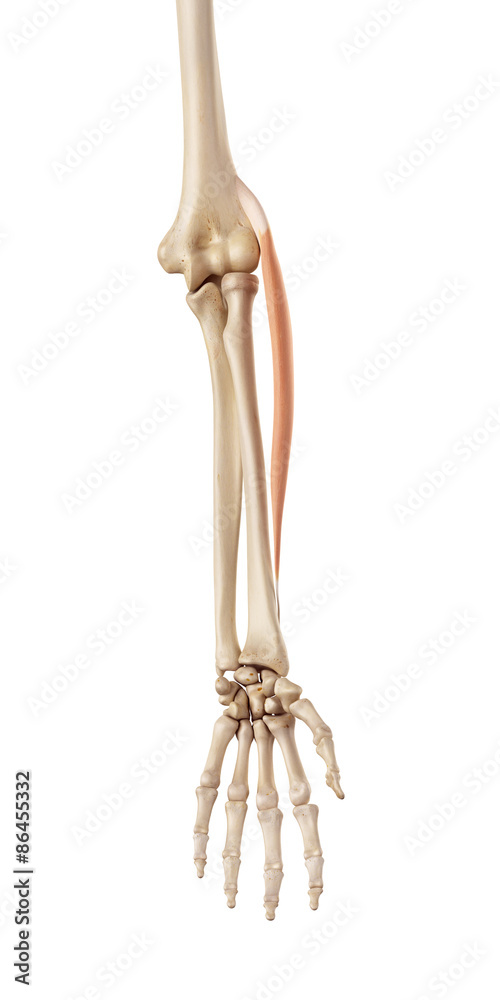 medical accurate illustration of the extensor carpi radialis longus