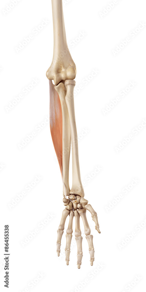 medical accurate illustration of the flexor carpi ulnaris