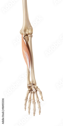 medical accurate illustration of the flexor carpi radialis