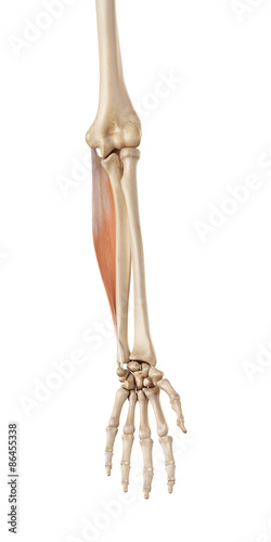 medical accurate illustration of the flexor carpi ulnaris