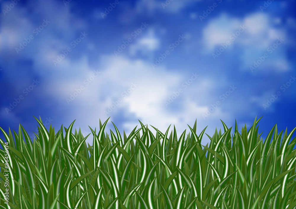 Obraz premium Green grass and sky