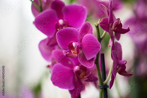 Fototapeta Naklejka Na Ścianę i Meble -  orchids 