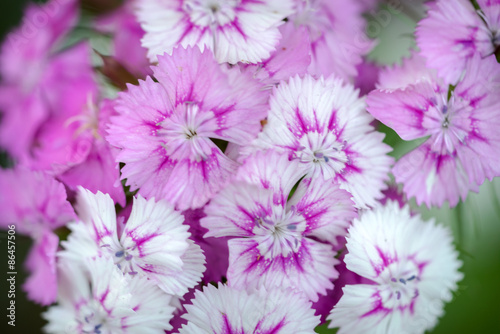 Wild carnation pink flowers. Macro photo with selective focus