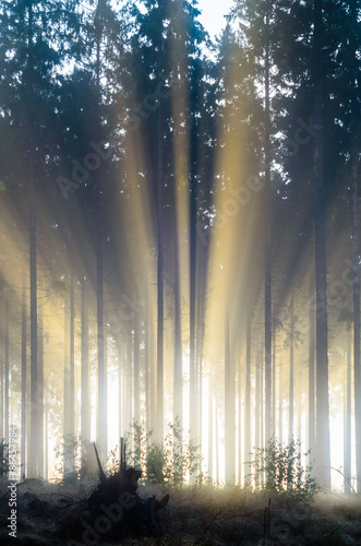 Принти на полотні Misty spruce forest in the morning
Misty morning with strong colorful sun beams in a spruce forest in Germany near Bad Berleburg