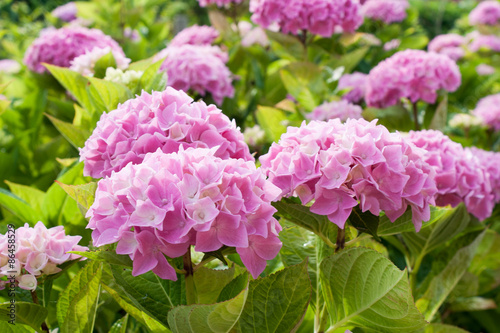 large pink hydrangea flowers that bloom in the sun