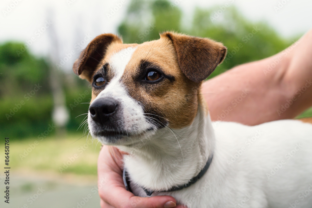 Jack Russell Terrier with your owner