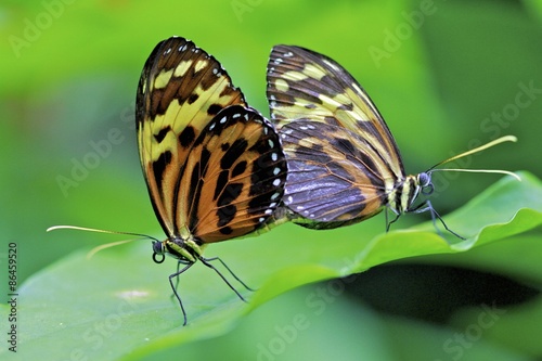 Tiger longwing butterflies matting