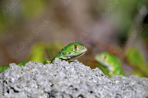 Small green lizards on a rock