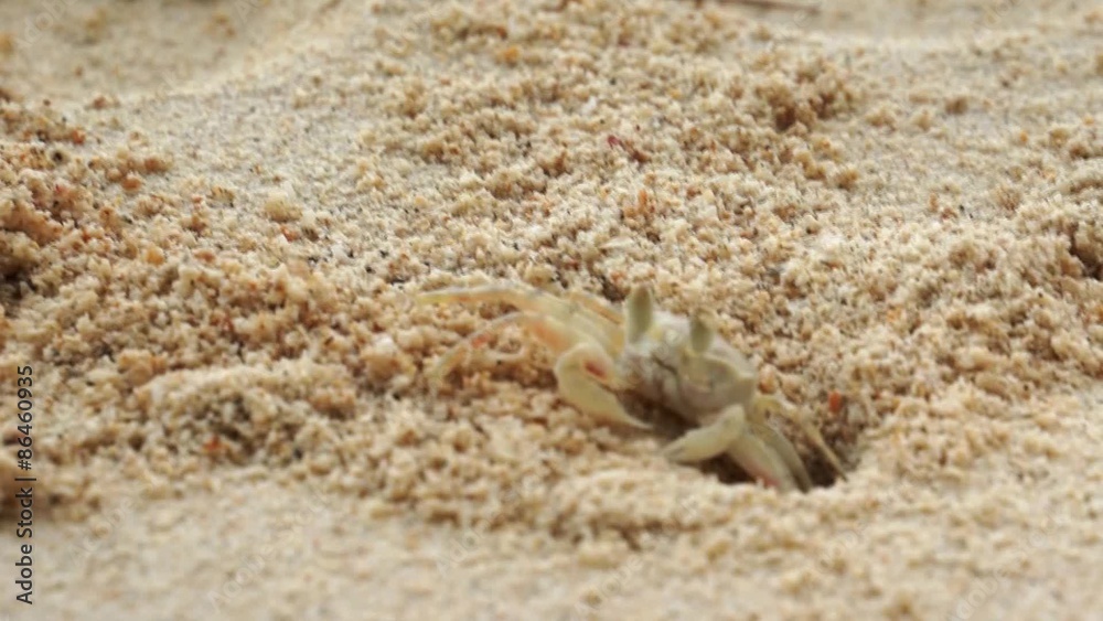 Ghost crab digging sand by bringing up the sand from the hole
Ghost crab digging sand by bringing up the sand from the hole