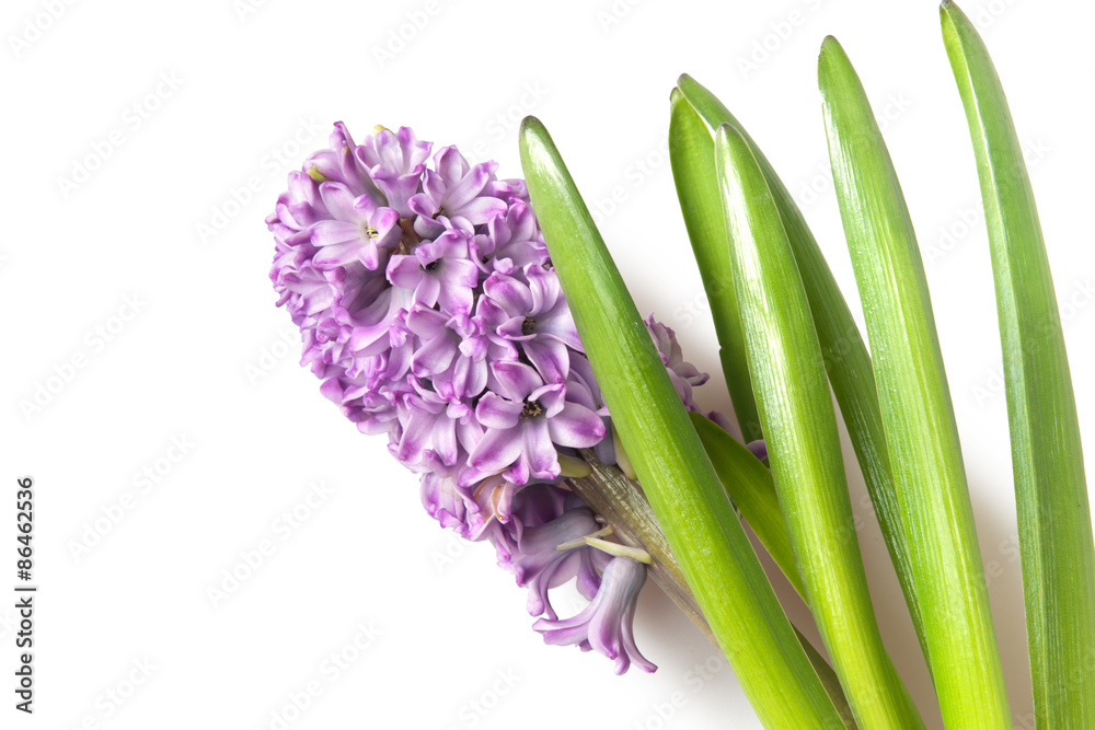 Fototapeta premium hyacinth