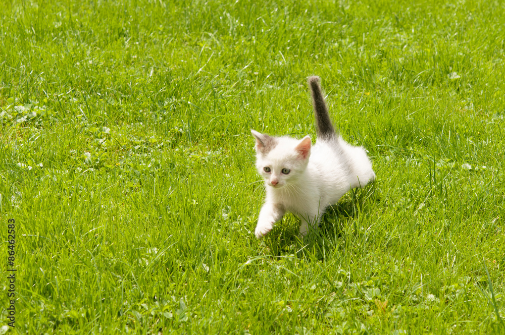 kitten in the  grass