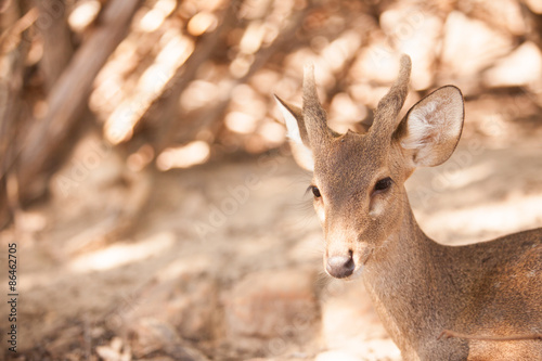 deer portrait.
